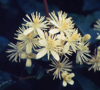  Image name: vitalba3.jpg 
 width: 350 pixel 
 height: 314 pixel 
 Size: 18279 bytes 
 Click to enlarge 